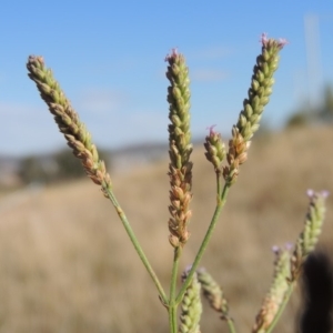 Verbena caracasana at Denman Prospect, ACT - 28 Mar 2018