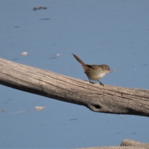 Poodytes gramineus at Fyshwick, ACT - 7 May 2018