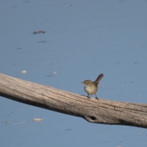 Poodytes gramineus at Fyshwick, ACT - 7 May 2018 10:01 AM