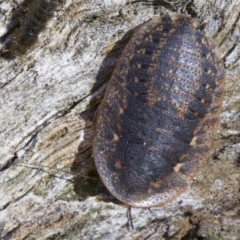 Laxta sp. (genus) (Bark cockroach) at Canberra Central, ACT - 6 May 2018 by jb2602