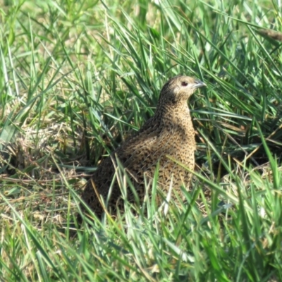 Synoicus ypsilophorus (Brown Quail) at Fyshwick, ACT - 7 May 2018 by KumikoCallaway