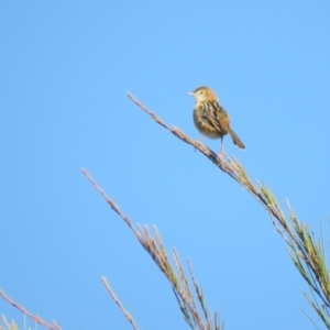 Cisticola exilis at Fyshwick, ACT - 7 May 2018 10:26 AM