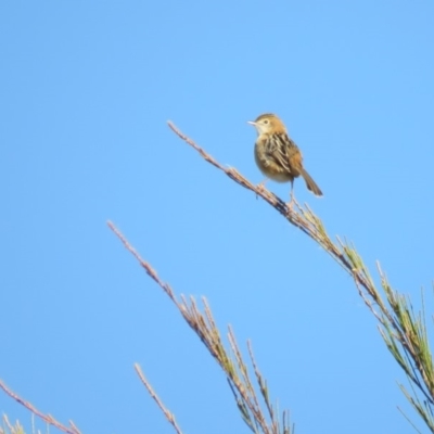 Cisticola exilis (Golden-headed Cisticola) at Fyshwick, ACT - 7 May 2018 by KumikoCallaway