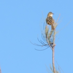 Cisticola exilis at Fyshwick, ACT - 7 May 2018