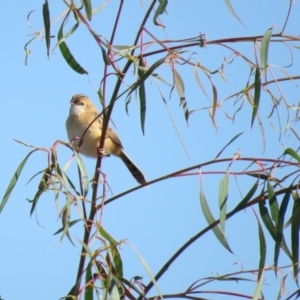 Cisticola exilis at Fyshwick, ACT - 7 May 2018