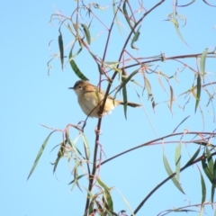 Cisticola exilis at Fyshwick, ACT - 7 May 2018 10:26 AM