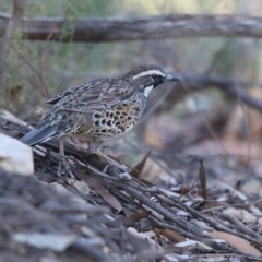 Cinclosoma punctatum (Spotted Quail-thrush) at South East Forest National Park - 6 May 2018 by Leo