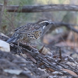 Cinclosoma punctatum at South Wolumla, NSW - suppressed