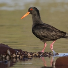 Haematopus fuliginosus (Sooty Oystercatcher) at Merimbula, NSW - 7 May 2018 by Leo