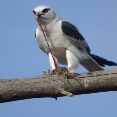 Elanus axillaris (Black-shouldered Kite) at Fyshwick, ACT - 3 May 2018 by roymcd