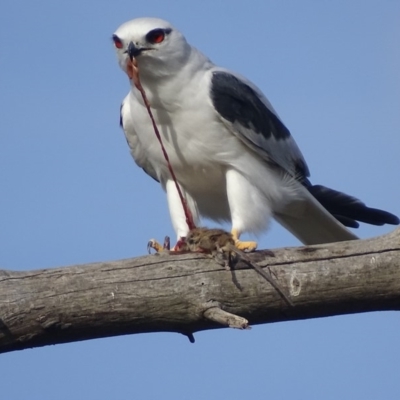 Elanus axillaris (Black-shouldered Kite) at Fyshwick, ACT - 3 May 2018 by roymcd