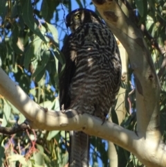 Tachyspiza fasciata (Brown Goshawk) at Red Hill, ACT - 6 May 2018 by roymcd