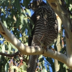 Tachyspiza fasciata at Red Hill, ACT - 6 May 2018