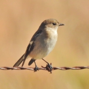 Petroica phoenicea at Tharwa, ACT - 7 May 2018