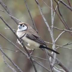 Stizoptera bichenovii (Double-barred Finch) at Mount Taylor - 29 Apr 2018 by roymcd