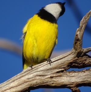 Pachycephala pectoralis at Garran, ACT - 5 May 2018 04:50 PM