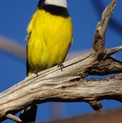 Pachycephala pectoralis at Garran, ACT - 5 May 2018 04:50 PM