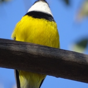 Pachycephala pectoralis at Garran, ACT - 5 May 2018 04:50 PM