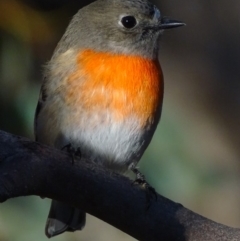 Petroica boodang (Scarlet Robin) at Garran, ACT - 5 May 2018 by roymcd