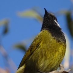 Nesoptilotis leucotis (White-eared Honeyeater) at Red Hill Nature Reserve - 5 May 2018 by roymcd