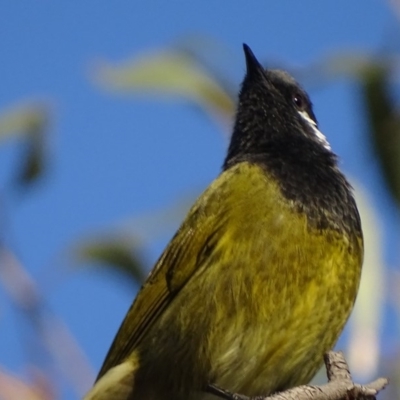 Nesoptilotis leucotis (White-eared Honeyeater) at Red Hill Nature Reserve - 5 May 2018 by roymcd