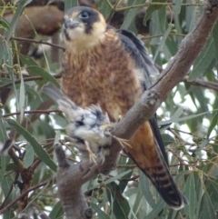 Falco longipennis (Australian Hobby) at Garran, ACT - 27 Apr 2018 by roymcd