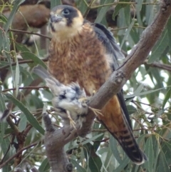 Falco longipennis (Australian Hobby) at Garran, ACT - 26 Apr 2018 by roymcd