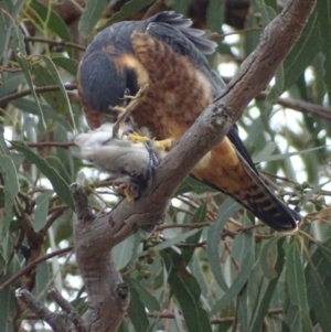 Falco longipennis at Garran, ACT - 27 Apr 2018