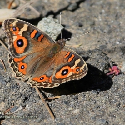 Junonia villida (Meadow Argus) at Undefined - 13 Apr 2018 by Charles Dove