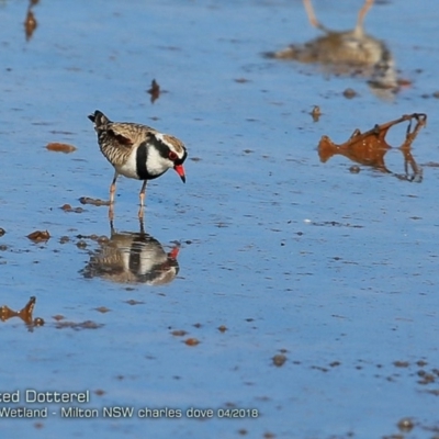 Charadrius melanops (Black-fronted Dotterel) at Undefined - 14 Apr 2018 by CharlesDove