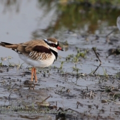 Charadrius melanops at undefined - 14 Apr 2018 12:00 AM