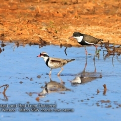 Charadrius melanops at undefined - 14 Apr 2018 12:00 AM