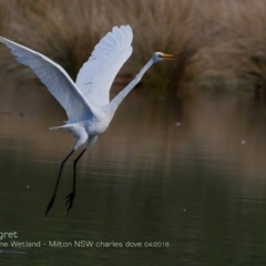 Ardea alba (Great Egret) at Undefined - 13 Apr 2018 by Charles Dove