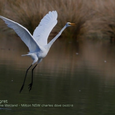 Ardea alba (Great Egret) at Undefined - 13 Apr 2018 by Charles Dove