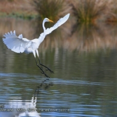 Ardea alba at undefined - 14 Apr 2018