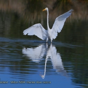 Ardea alba at undefined - 14 Apr 2018