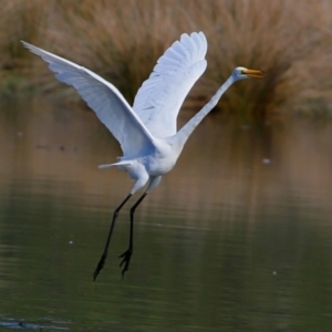 Ardea alba at undefined - 14 Apr 2018