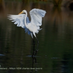 Ardea alba at undefined - 14 Apr 2018