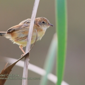 Cisticola exilis at Milton, NSW - 15 Apr 2018