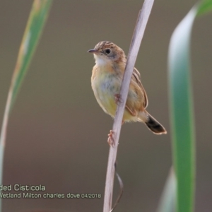 Cisticola exilis at Milton, NSW - 15 Apr 2018