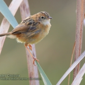 Cisticola exilis at Milton, NSW - 15 Apr 2018