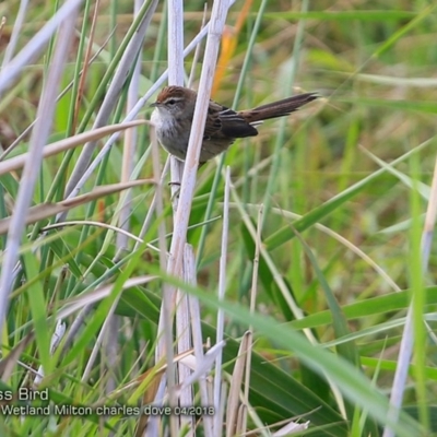 Poodytes gramineus (Little Grassbird) at Undefined - 14 Apr 2018 by Charles Dove