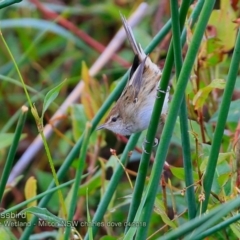 Poodytes gramineus at undefined - 15 Apr 2018