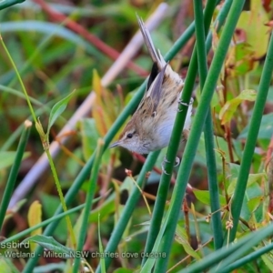 Poodytes gramineus at undefined - 15 Apr 2018