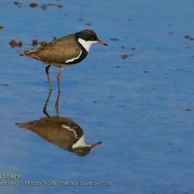 Erythrogonys cinctus (Red-kneed Dotterel) at Undefined - 15 Apr 2018 by CharlesDove