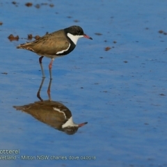 Erythrogonys cinctus (Red-kneed Dotterel) at Undefined - 14 Apr 2018 by Charles Dove