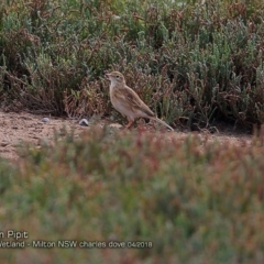 Anthus australis (Australian Pipit) at Undefined - 14 Apr 2018 by CharlesDove