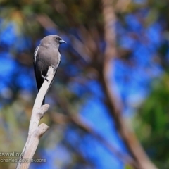 Artamus cyanopterus cyanopterus (Dusky Woodswallow) at Undefined - 15 Apr 2018 by Charles Dove