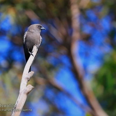 Artamus cyanopterus (Dusky Woodswallow) at Undefined - 15 Apr 2018 by Charles Dove