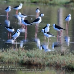 Himantopus leucocephalus (Pied Stilt) at Undefined - 14 Apr 2018 by Charles Dove